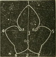 An illustration from Teacher's manual for freehand drawing in intermediate schools (1876)