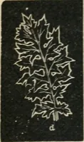 An illustration from Teacher's manual for freehand drawing in intermediate schools (1876)