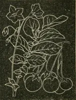 Picture 120 of 146 from Teacher's manual for freehand drawing in intermediate schools (1876), leaf 223