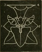 An illustration from Teachers' manual for freehand drawing in primary schools (1878)