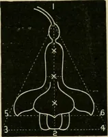 An illustration from Teachers' manual for freehand drawing in primary schools (1878)
