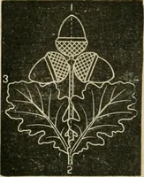 An illustration from Teachers' manual for freehand drawing in primary schools (1878)
