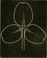An illustration from Teachers' manual for freehand drawing in primary schools (1878)