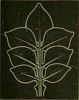 An illustration from Teachers' manual for freehand drawing in primary schools (1878)