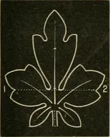 An illustration from Teachers' manual for freehand drawing in primary schools (1878)