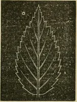 An illustration from Teachers' manual for freehand drawing in primary schools (1878)