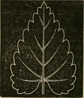 An illustration from Teachers' manual for freehand drawing in primary schools (1878)