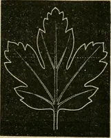 An illustration from Teachers' manual for freehand drawing in primary schools (1878)