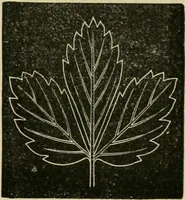 An illustration from Teachers' manual for freehand drawing in primary schools (1878)