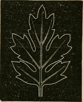 An illustration from Teachers' manual for freehand drawing in primary schools (1878)