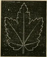 An illustration from Teachers' manual for freehand drawing in primary schools (1878)
