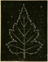 An illustration from Teachers' manual for freehand drawing in primary schools (1878)