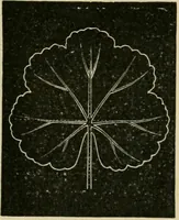 An illustration from Teachers' manual for freehand drawing in primary schools (1878)