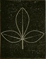An illustration from Teachers' manual for freehand drawing in primary schools (1878)