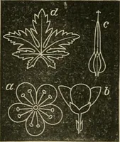 An illustration from Teachers' manual for freehand drawing in primary schools (1878)