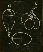 An illustration from Teachers' manual for freehand drawing in primary schools (1878)