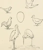 An illustration from Teachers' manual for the Prang course in drawing for graded schools, books 1-6 (1897)