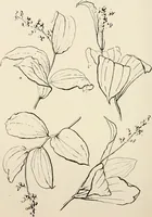 An illustration from Teachers' manual for the Prang course in drawing for graded schools, books 1-6 (1897)