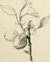 An illustration from Teachers' manual for the Prang course in drawing for graded schools, books 1-6 (1897)