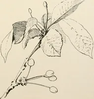 An illustration from Teachers' manual for the Prang course in drawing for graded schools, books 1-6 (1897)