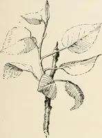 An illustration from Teachers' manual for the Prang course in drawing for graded schools, books 1-6 (1897)