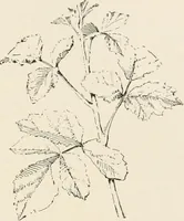 An illustration from Teachers' manual for the Prang course in drawing for graded schools, books 1-6 (1897)