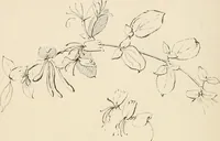 An illustration from Teachers' manual for the Prang course in drawing for graded schools, books 1-6 (1897)