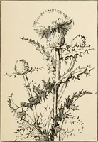 An illustration from Teachers' manual for the Prang course in drawing for graded schools, books 1-6 (1897)