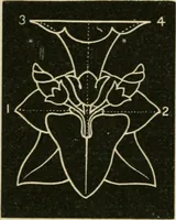 An illustration from Teachers' manual for freehand drawing in primary schools (1875)