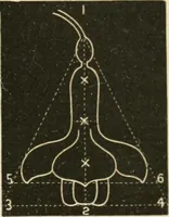 An illustration from Teachers' manual for freehand drawing in primary schools (1875)