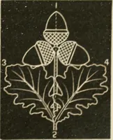 An illustration from Teachers' manual for freehand drawing in primary schools (1875)