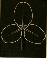 An illustration from Teachers' manual for freehand drawing in primary schools (1875)