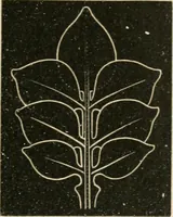 An illustration from Teachers' manual for freehand drawing in primary schools (1875)