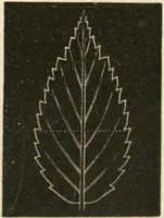 An illustration from Teachers' manual for freehand drawing in primary schools (1875)