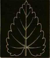 An illustration from Teachers' manual for freehand drawing in primary schools (1875)