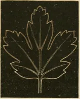 An illustration from Teachers' manual for freehand drawing in primary schools (1875)