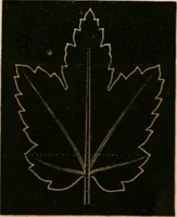 An illustration from Teachers' manual for freehand drawing in primary schools (1875)