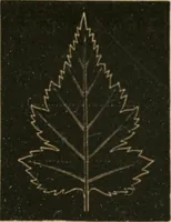 An illustration from Teachers' manual for freehand drawing in primary schools (1875)
