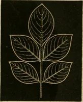 An illustration from Teachers' manual for freehand drawing in primary schools (1875)
