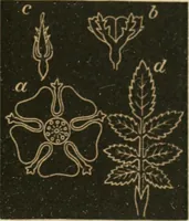 An illustration from Teachers' manual for freehand drawing in primary schools (1875)