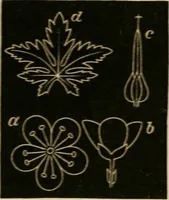 An illustration from Teachers' manual for freehand drawing in primary schools (1875)