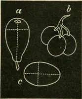 An illustration from Teachers' manual for freehand drawing in primary schools (1875)
