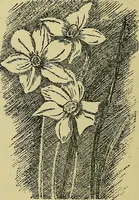 An illustration from The teaching of drawing : its aims and methods (1910)