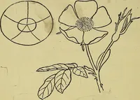 An illustration from The teaching of drawing : its aims and methods (1910)