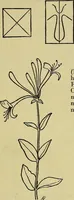 An illustration from The teaching of drawing : its aims and methods (1910)