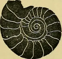 An illustration from The teaching of drawing : its aims and methods (1910)