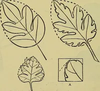 An illustration from The teaching of drawing : its aims and methods (1910)
