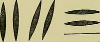 An illustration from The teaching of drawing : its aims and methods (1910)