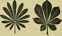 An illustration from The teaching of drawing : its aims and methods (1910)