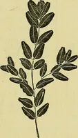 An illustration from The teaching of drawing : its aims and methods (1910)